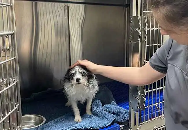 Cherokee Hospital for Animals - Boarding Services