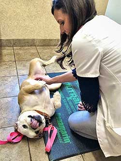 Cherokee Hospital for Animals - Examinations