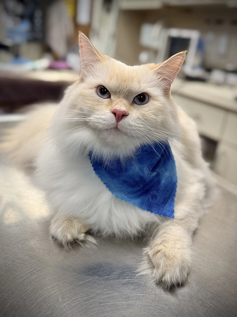 Download Our Petdesk App Today!