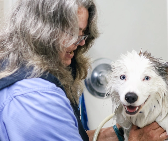 Pet Grooming Services