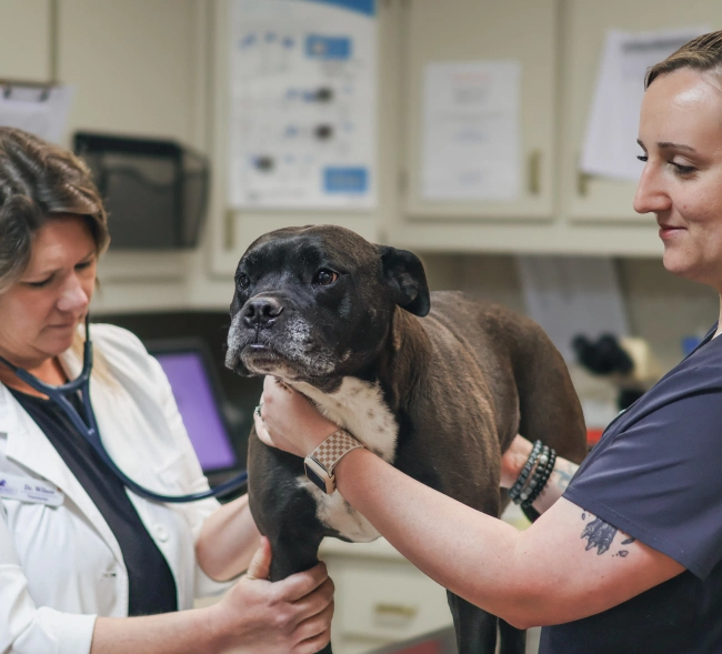 Pet Preventative Care