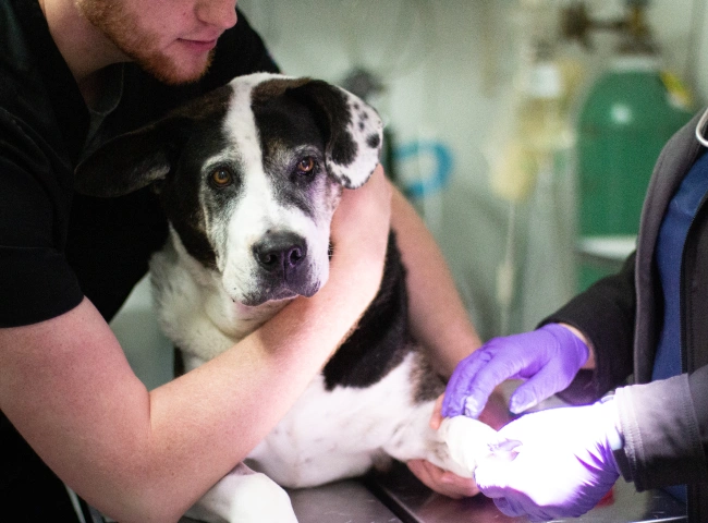 Veterinary Pain Management