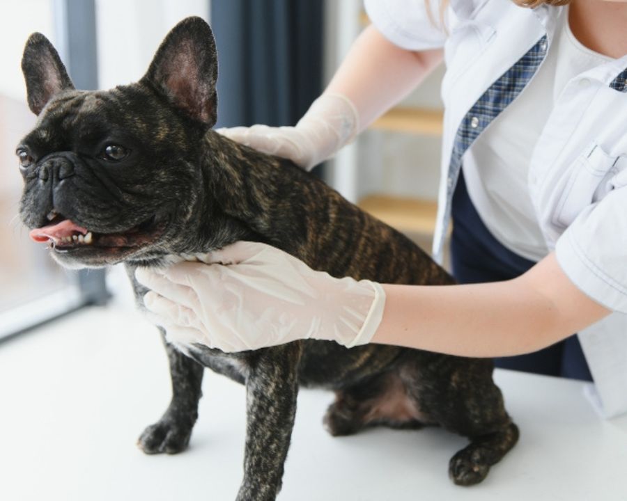 how-preventative-care-protects-your-pets-health-for-life