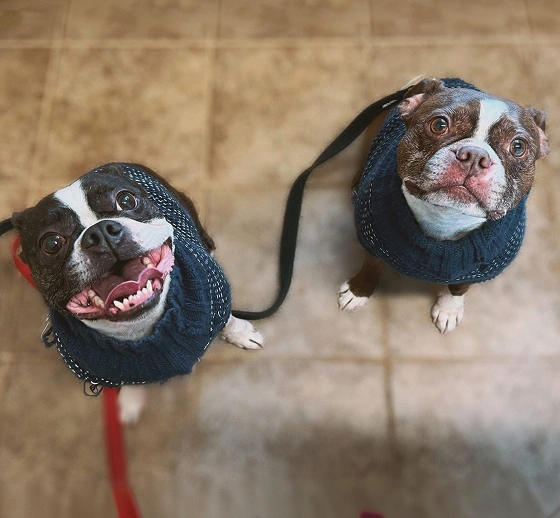 What To Expect With Senior Pet Care
