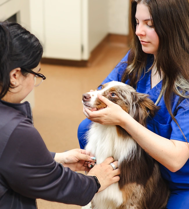 Pet Diagnostic Care