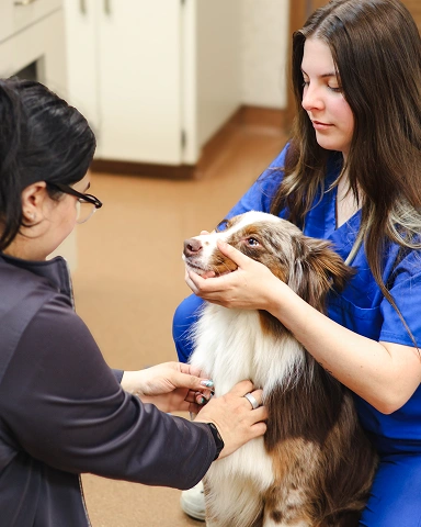Diagnostic Care