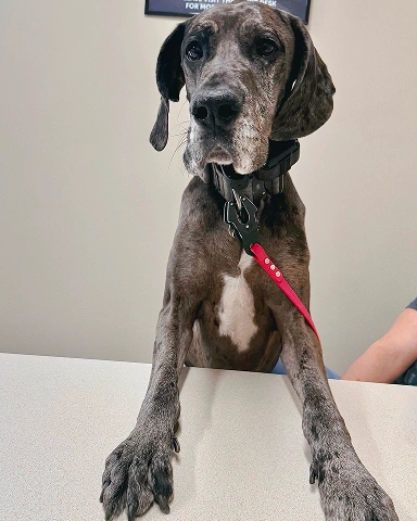 Senior Pet Care