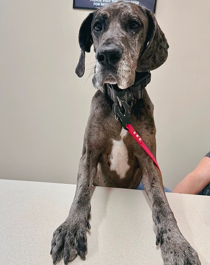 Senior Pet Care