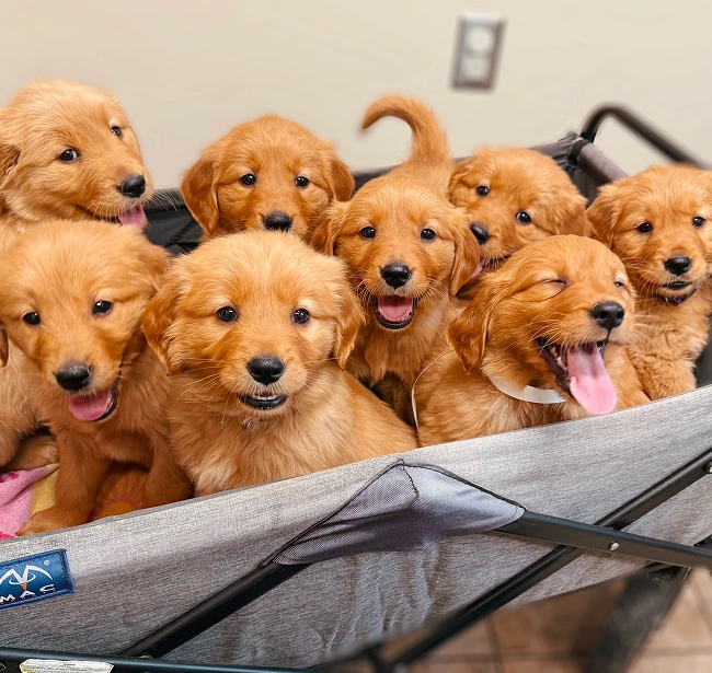 Puppy Care & Kitten Care