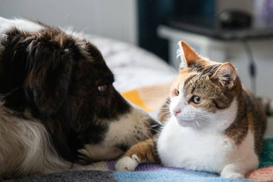 professional pet grooming