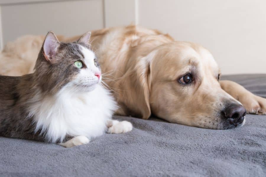 digital x-rays for pets