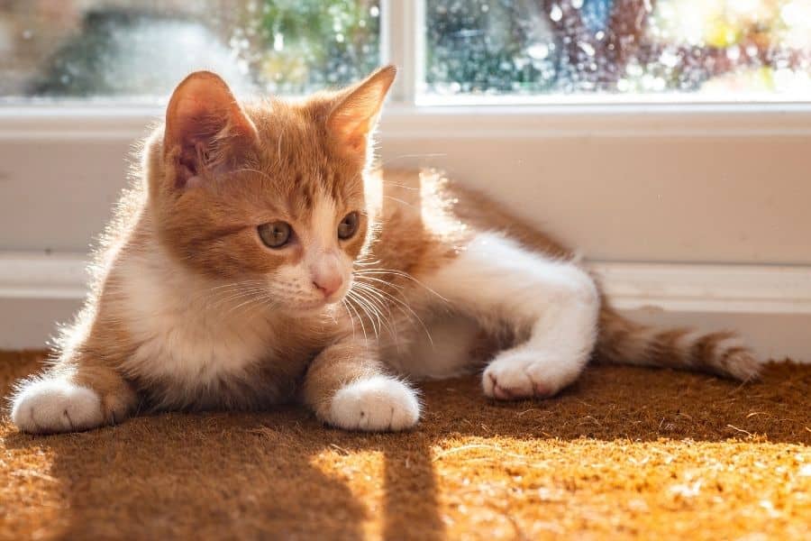 cat vomiting when concerned
