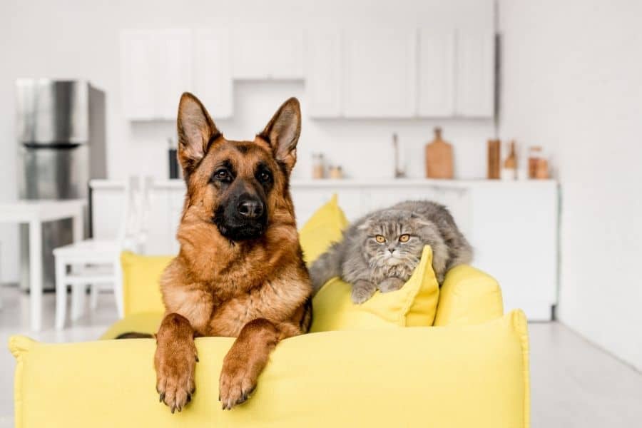 choose safe pet boarding facility
