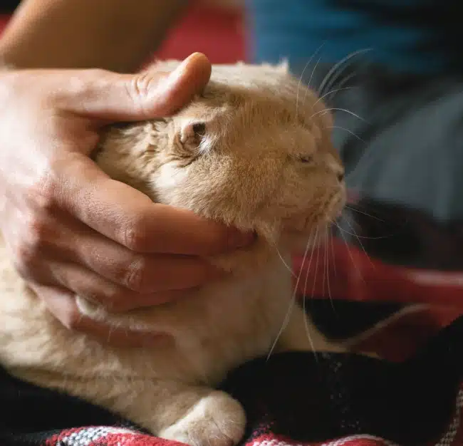 Urgent Pet Care