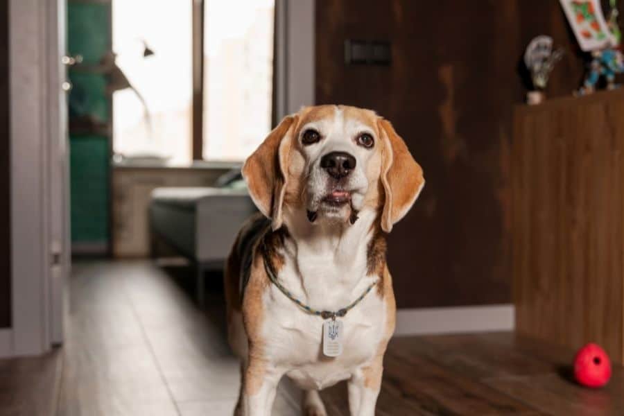 signs of kidney disease in dogs